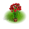 Куст красных роз.png